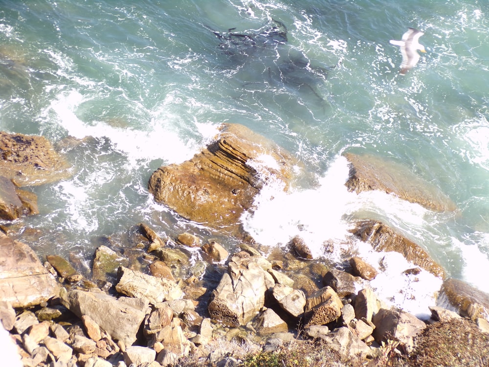a bird flying over a body of water next to a rocky shore