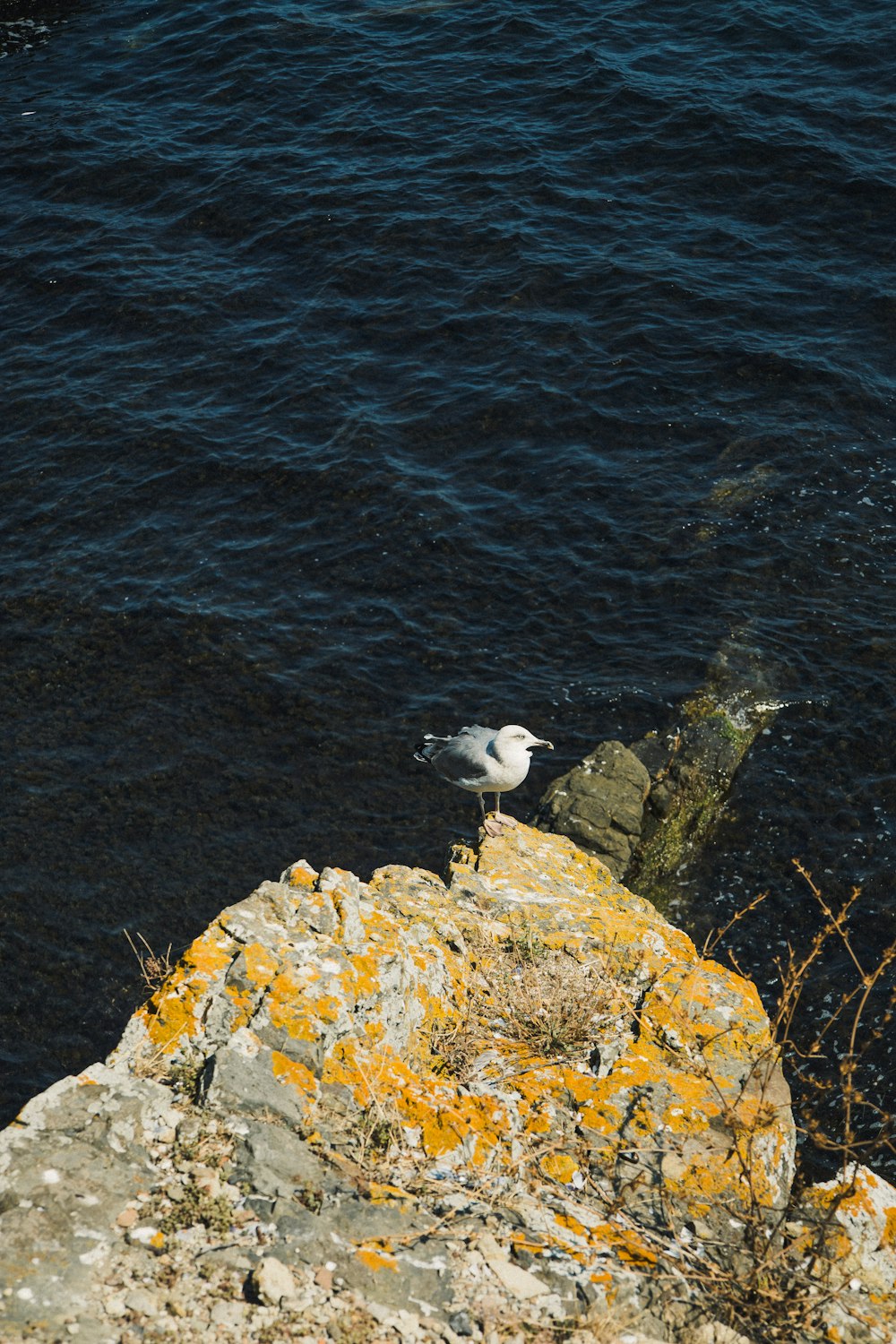 Eine Möwe, die auf einem Felsen am Wasser sitzt