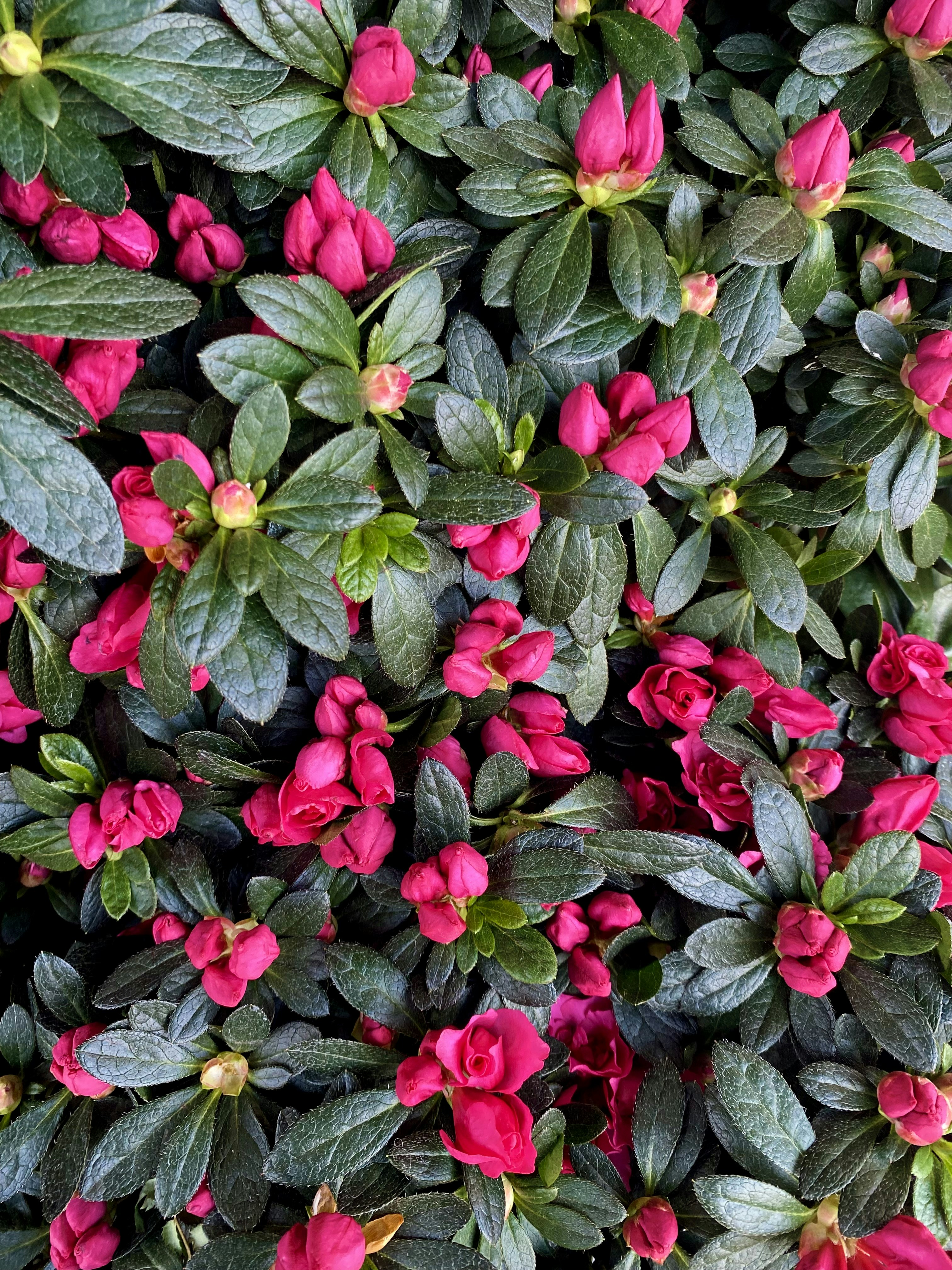 Photo by cosmicomicfox