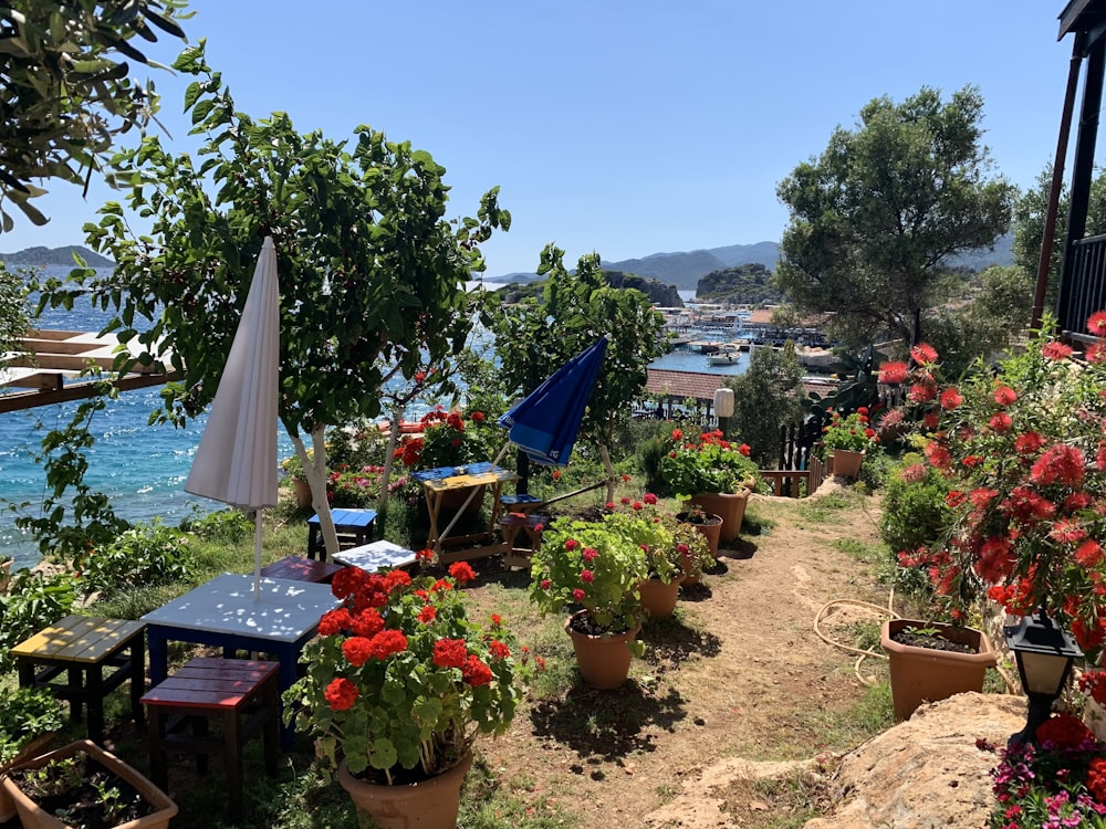 a bunch of potted plants on a hillside by the water