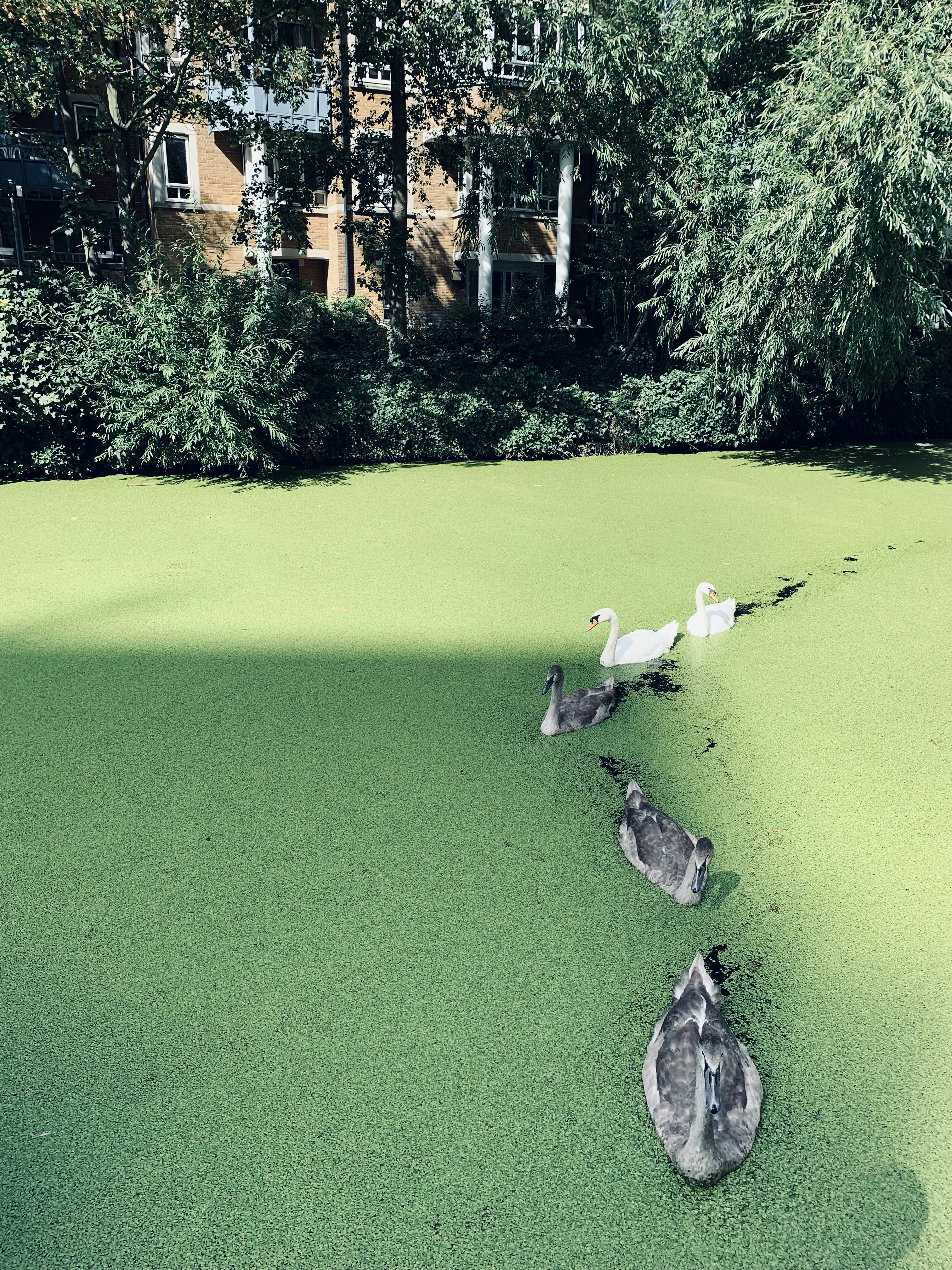 a group of birds standing on top of a lush green field
