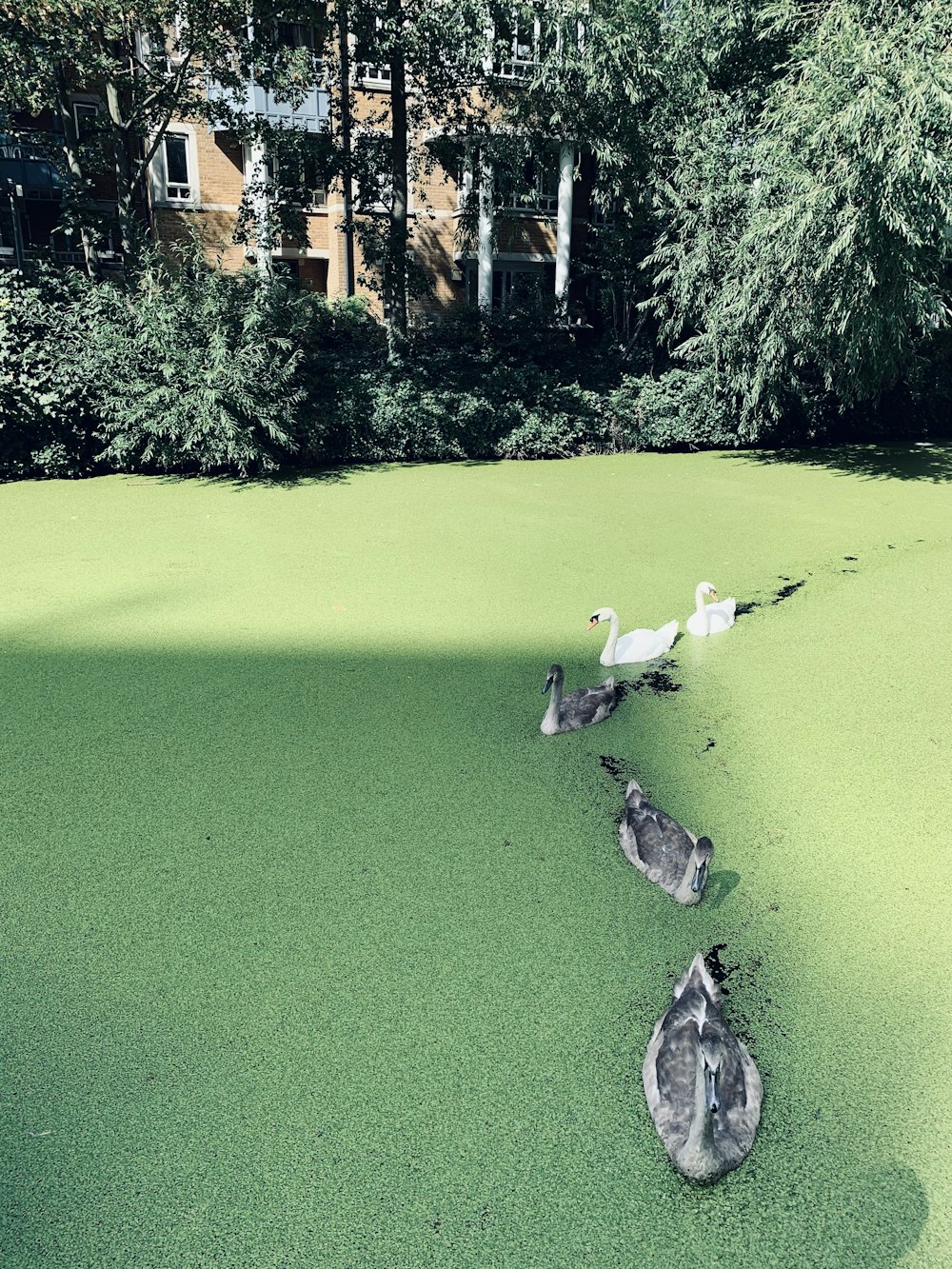 a group of birds standing on top of a lush green field