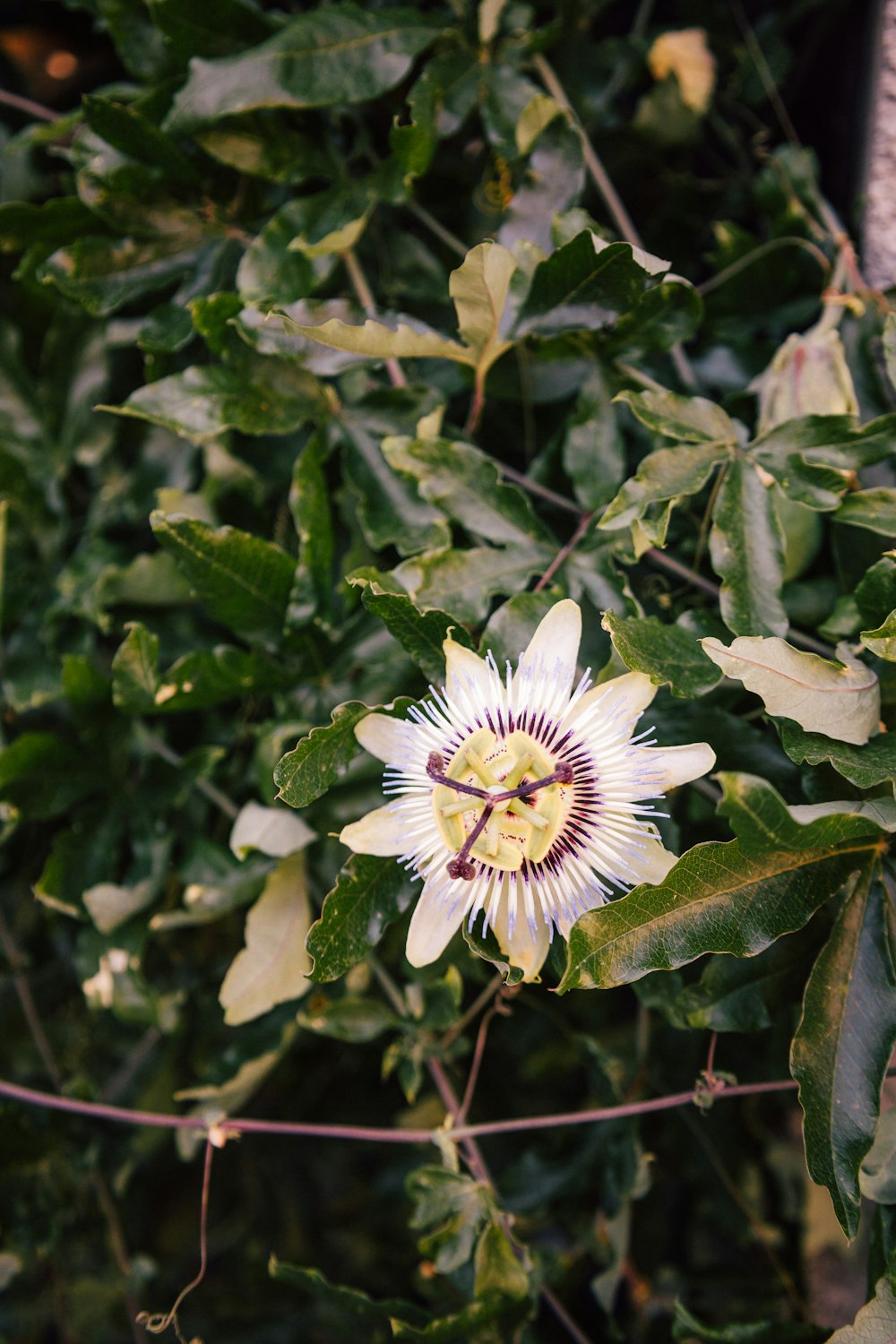 a white flower with a yellow center surrounded by green leaves