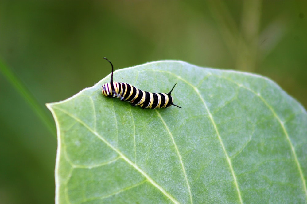 a black and white caterpillar sitting on a green leaf