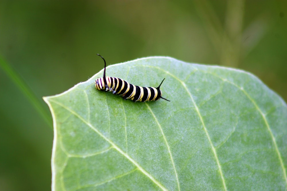 Eine schwarz-weiße Raupe sitzt auf einem grünen Blatt