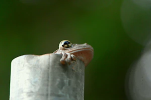 a small frog sitting on top of a metal pole