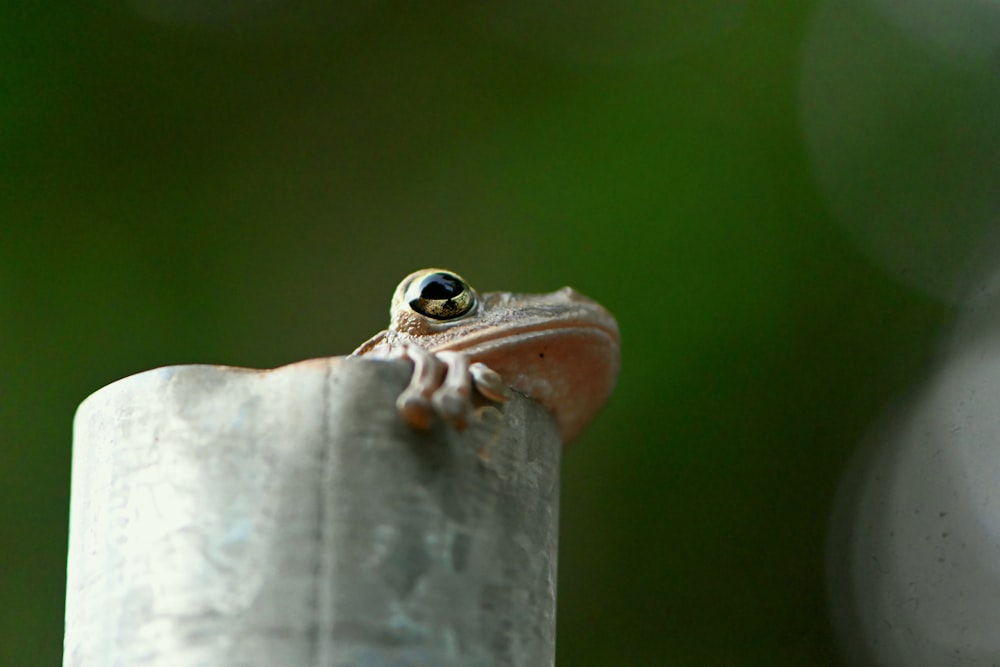 a small frog sitting on top of a metal pole