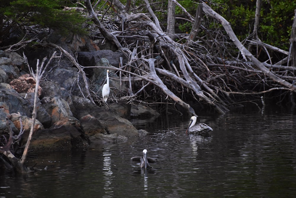 a couple of birds that are in the water