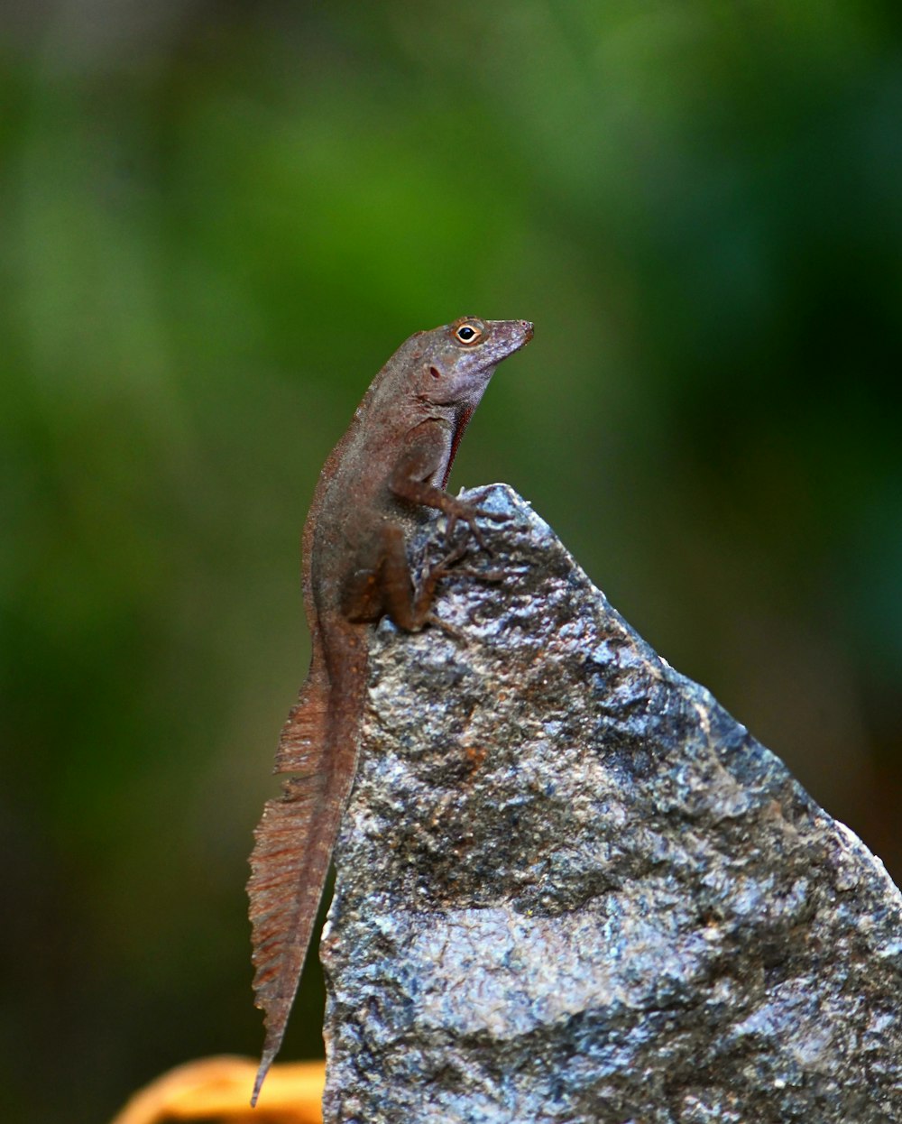 Un pequeño lagarto sentado en la cima de una roca