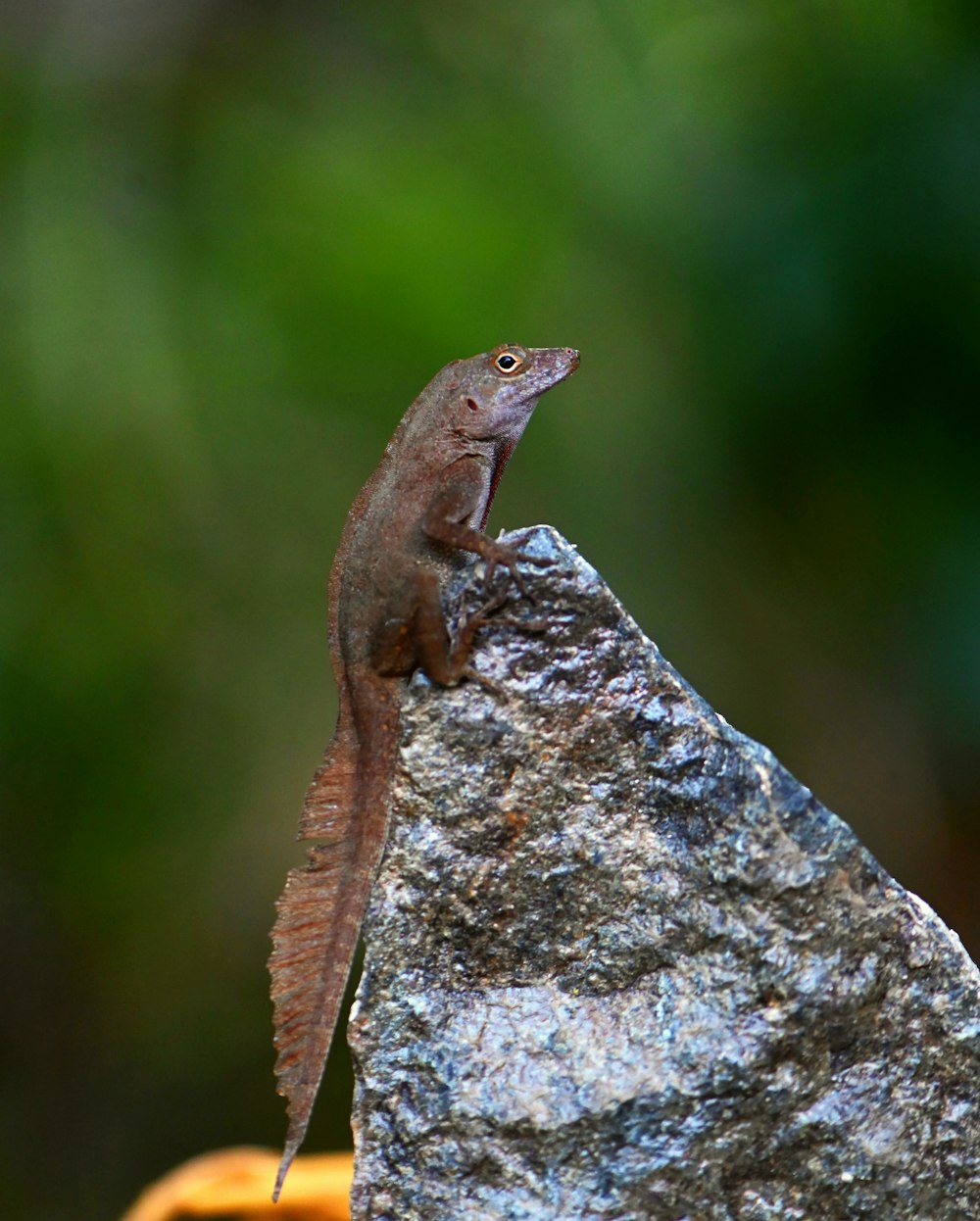 a small lizard sitting on top of a rock