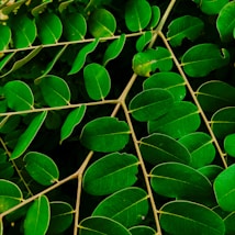 A close-up view of lush, vibrant green leaves with smooth surfaces and elliptical shapes, arranged along thin, brown stems. The leaves display a rich, healthy green color, indicative of sunlight filtering through the foliage, creating a fresh and natural appearance.