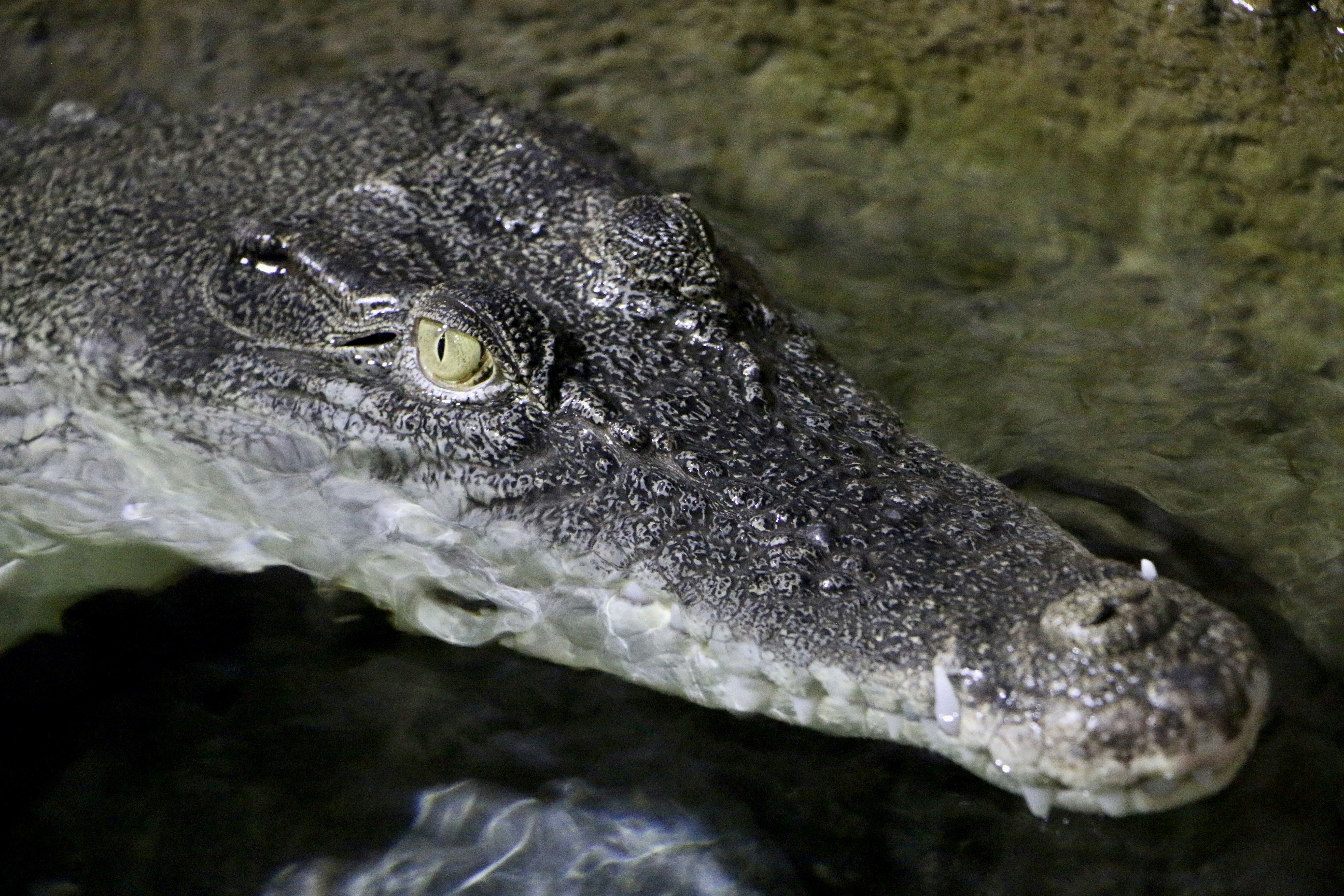 Photo by qazalehkhs29