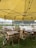 A shaded outdoor seating area with wooden tables and chairs under a large yellow tent. The seating area is situated on a grassy field, enclosed by a white picket fence. In the background, there are buildings and additional tents, possibly indicating a fair or event location.