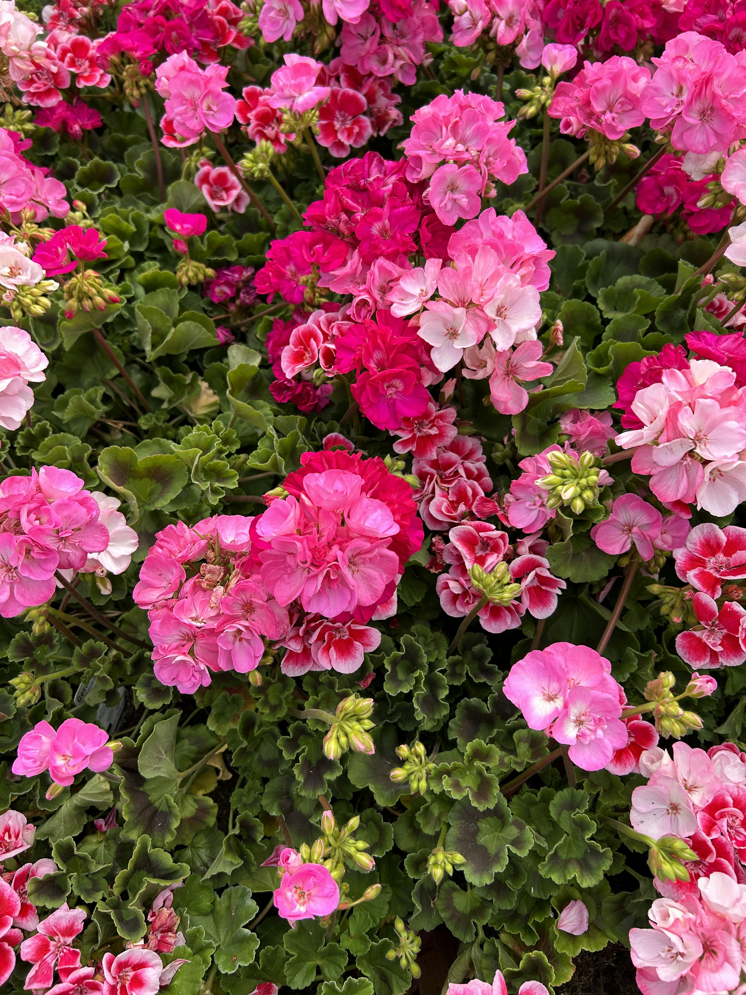 a bunch of pink and white flowers in a garden