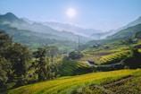 Terraced rice fields glowing under the soft morning light in Sapa.