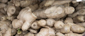 Fresh ginger roots harvested from the ground.