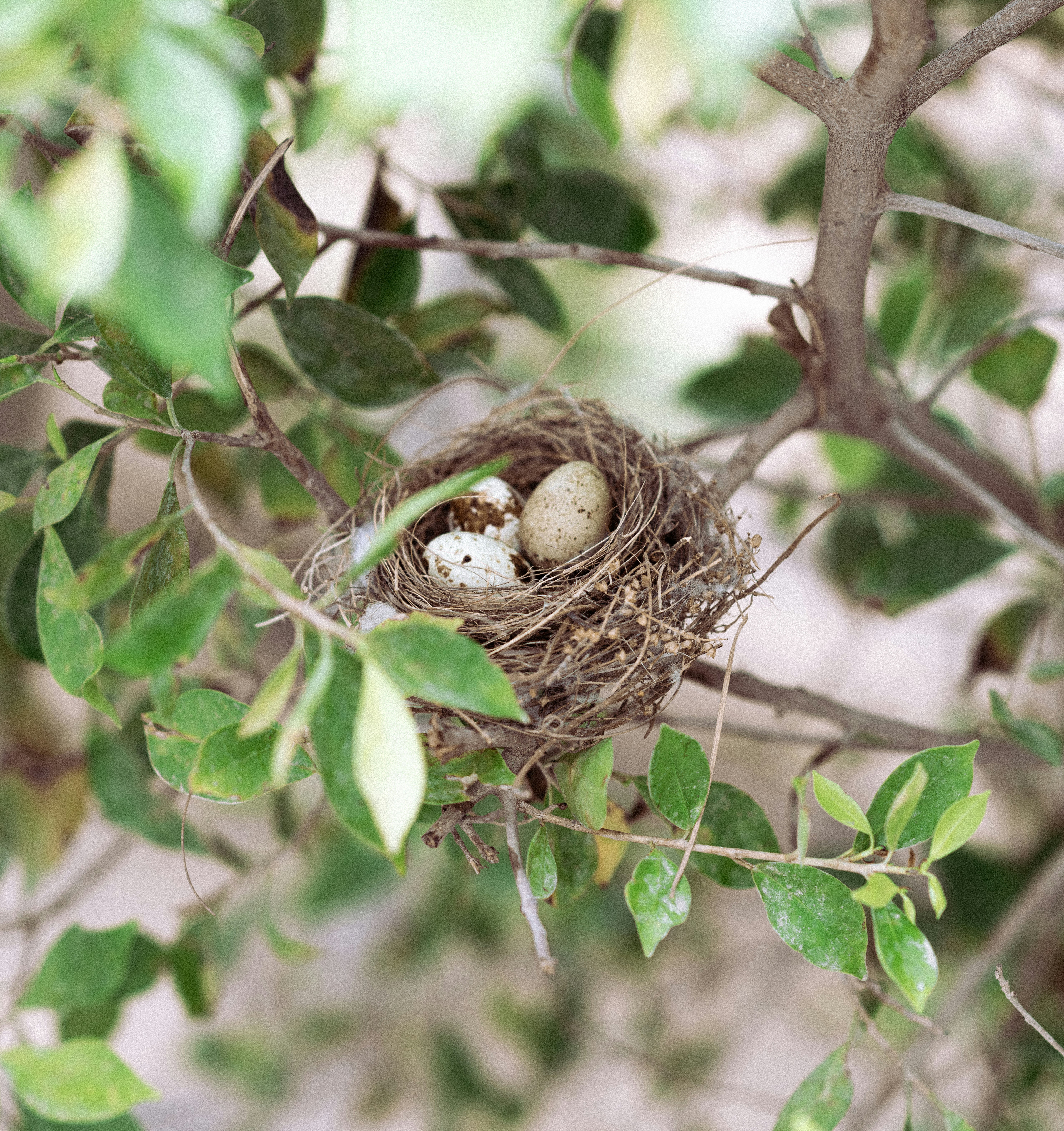 a bird nest with two eggs in a tree