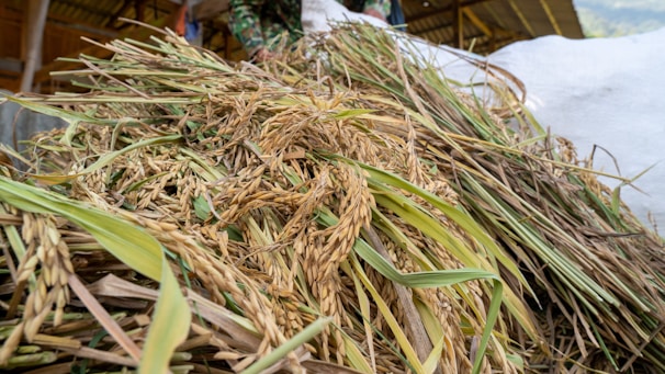 A close-up view of a heap of harvested rice plants with their grain-laden stalks and leaves. The background reveals a blurred rural setting that includes a barn-like structure.