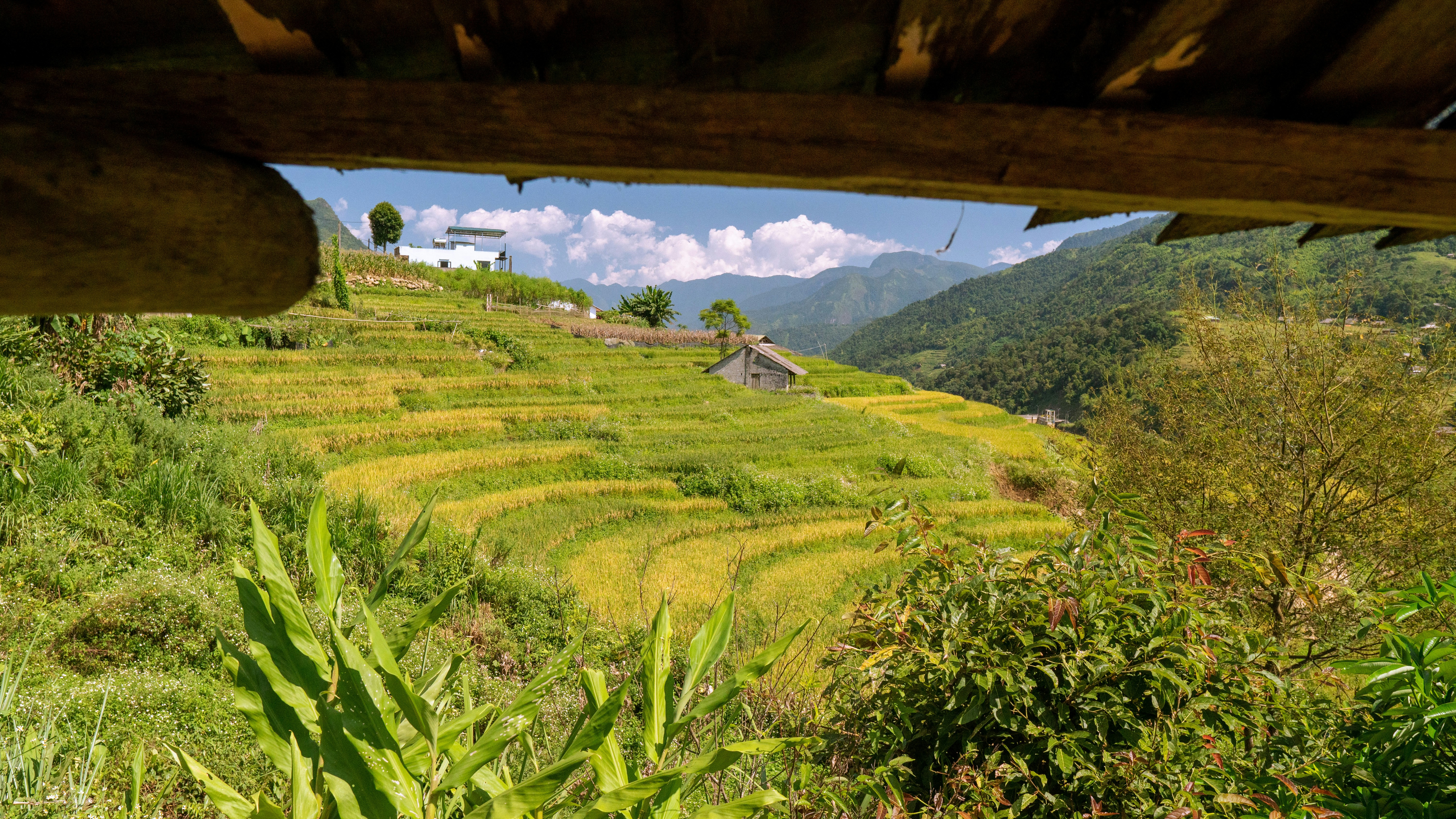 a lush green hillside covered in lots of grass