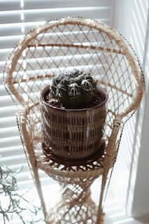 A small, round cactus in a decorative pot is placed on an intricately designed wicker plant stand. The stand is positioned near a window with white blinds, through which natural light streams, creating shadows on the floor and the stand. Nearby, part of another plant with long, trailing leaves is visible.