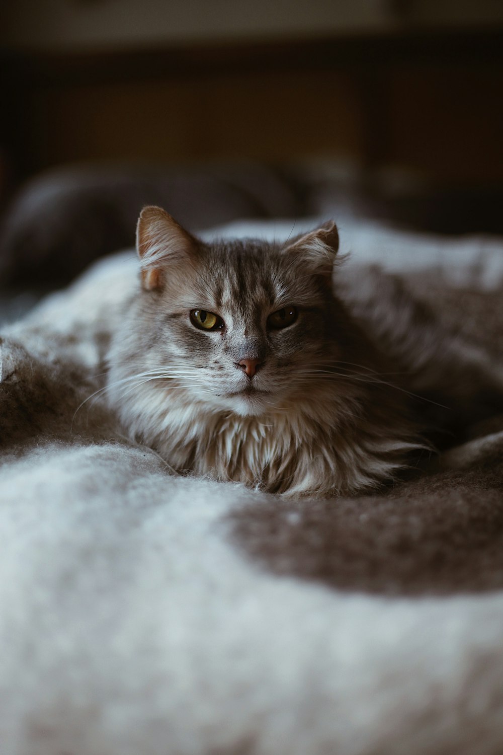 eine Katze, die auf einem Bett auf einer Decke liegt