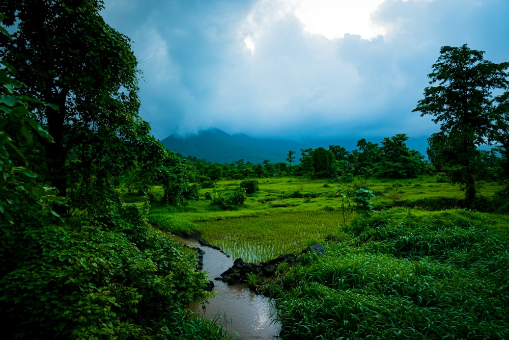 a stream running through a lush green forest