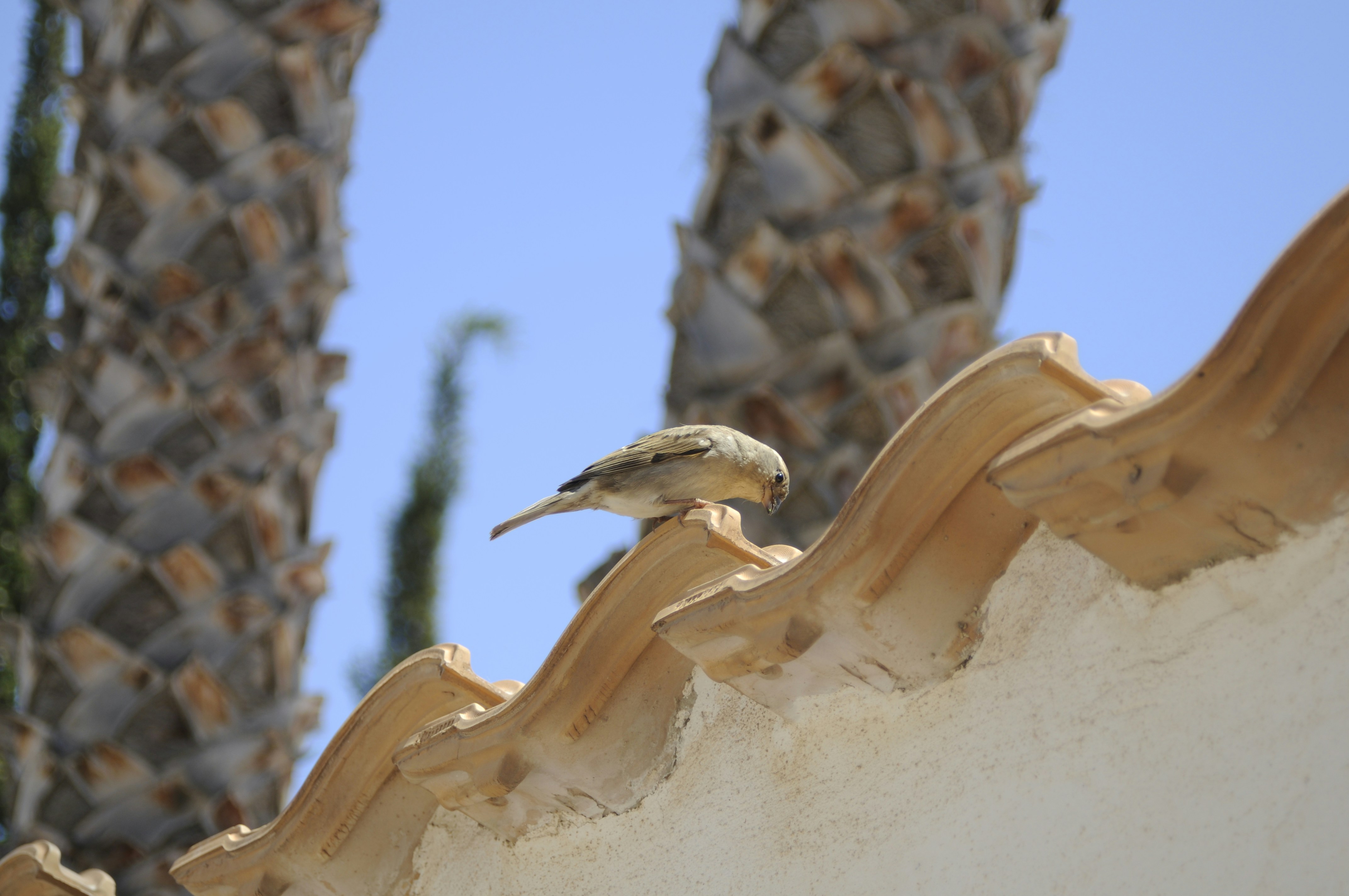 a small bird sitting on top of a roof