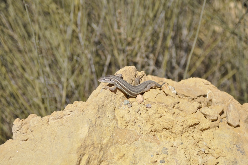 a small lizard is sitting on a rock