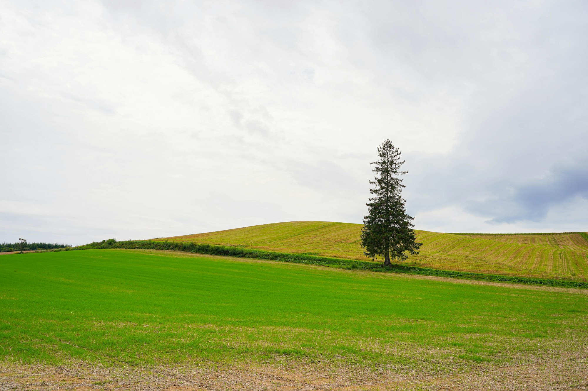 What to see in Biei: Travel Guide