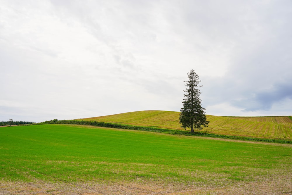 a lone tree stands in the middle of a field