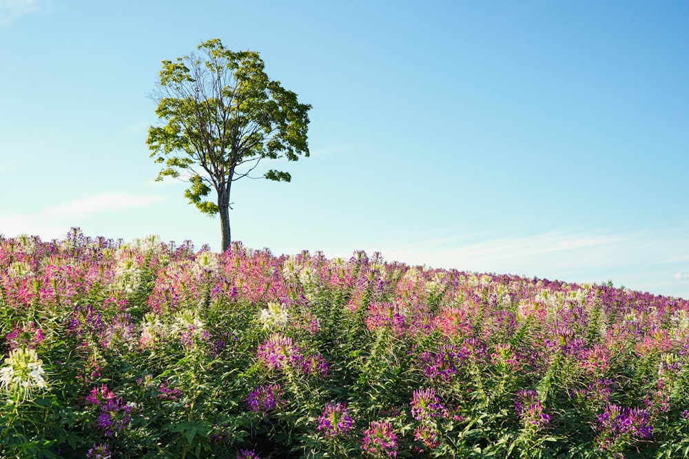 a lone tree in a field of wildflowers