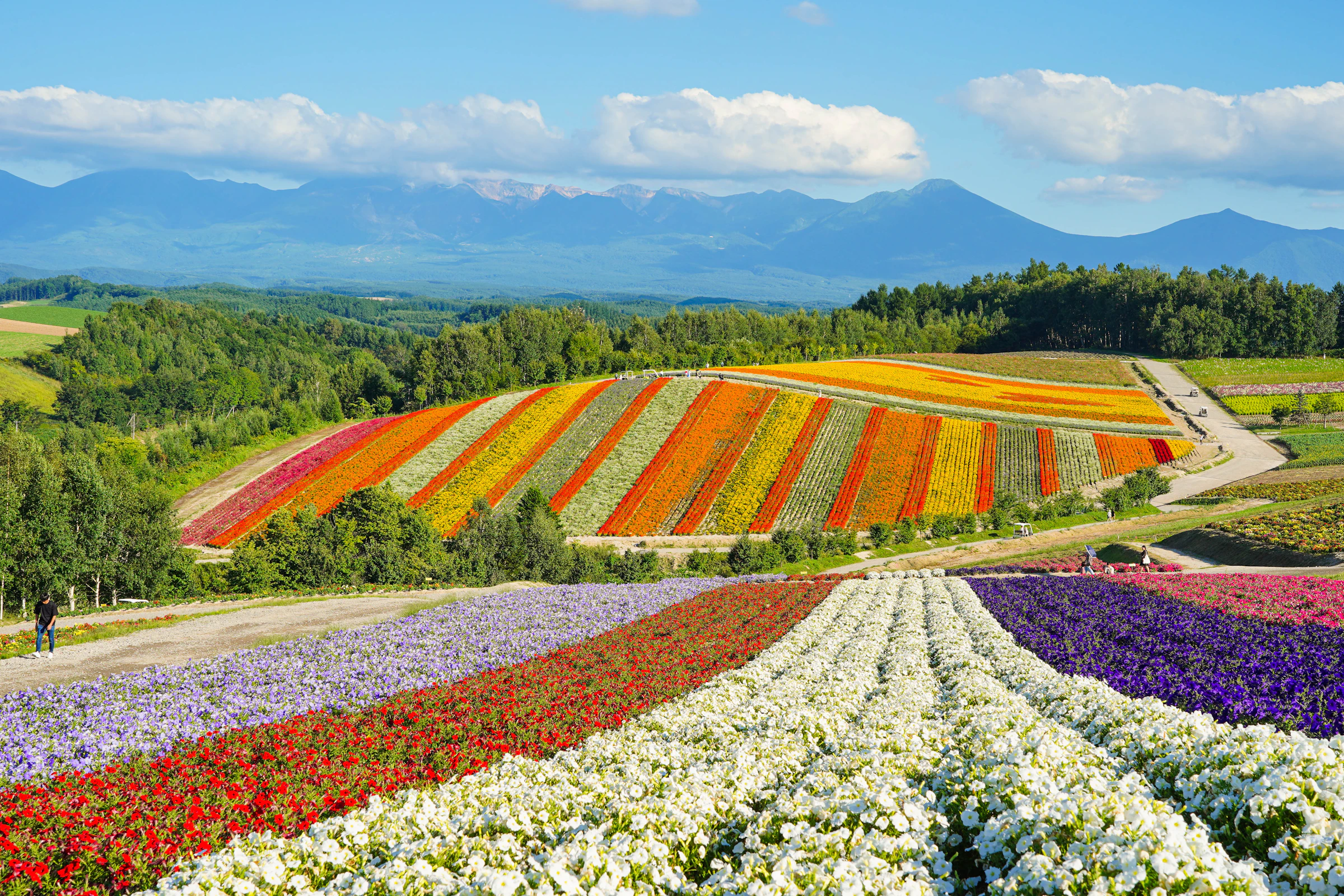 Rainbow rows of flowers at a Furano lavender farm with the mountains of Hokkaido behind