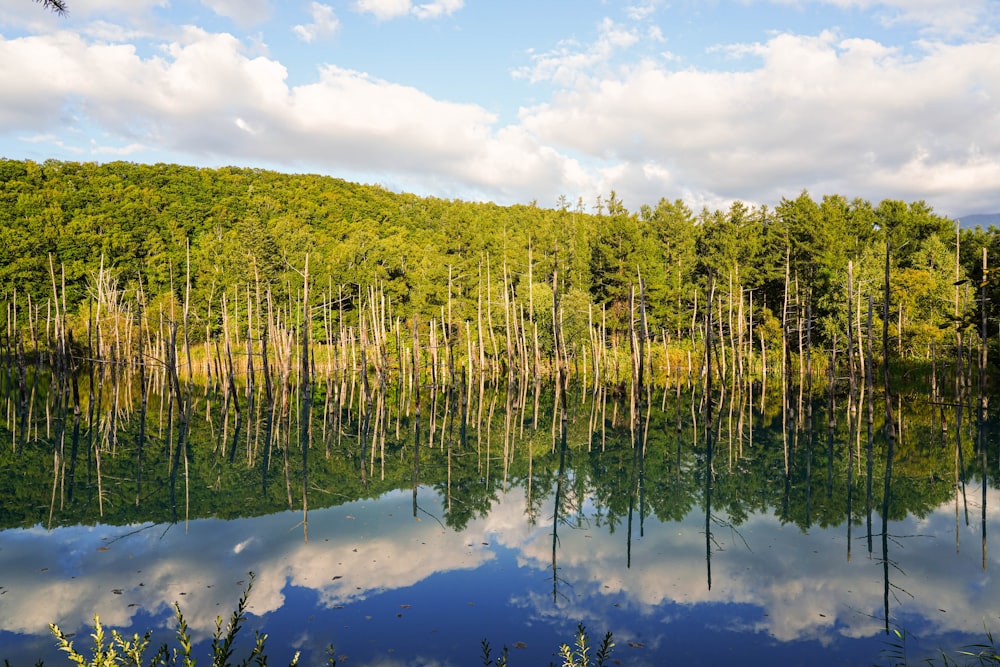 a forest filled with lots of trees next to a lake