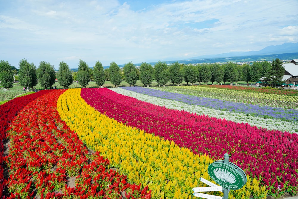 a field of flowers with a sign in front of it