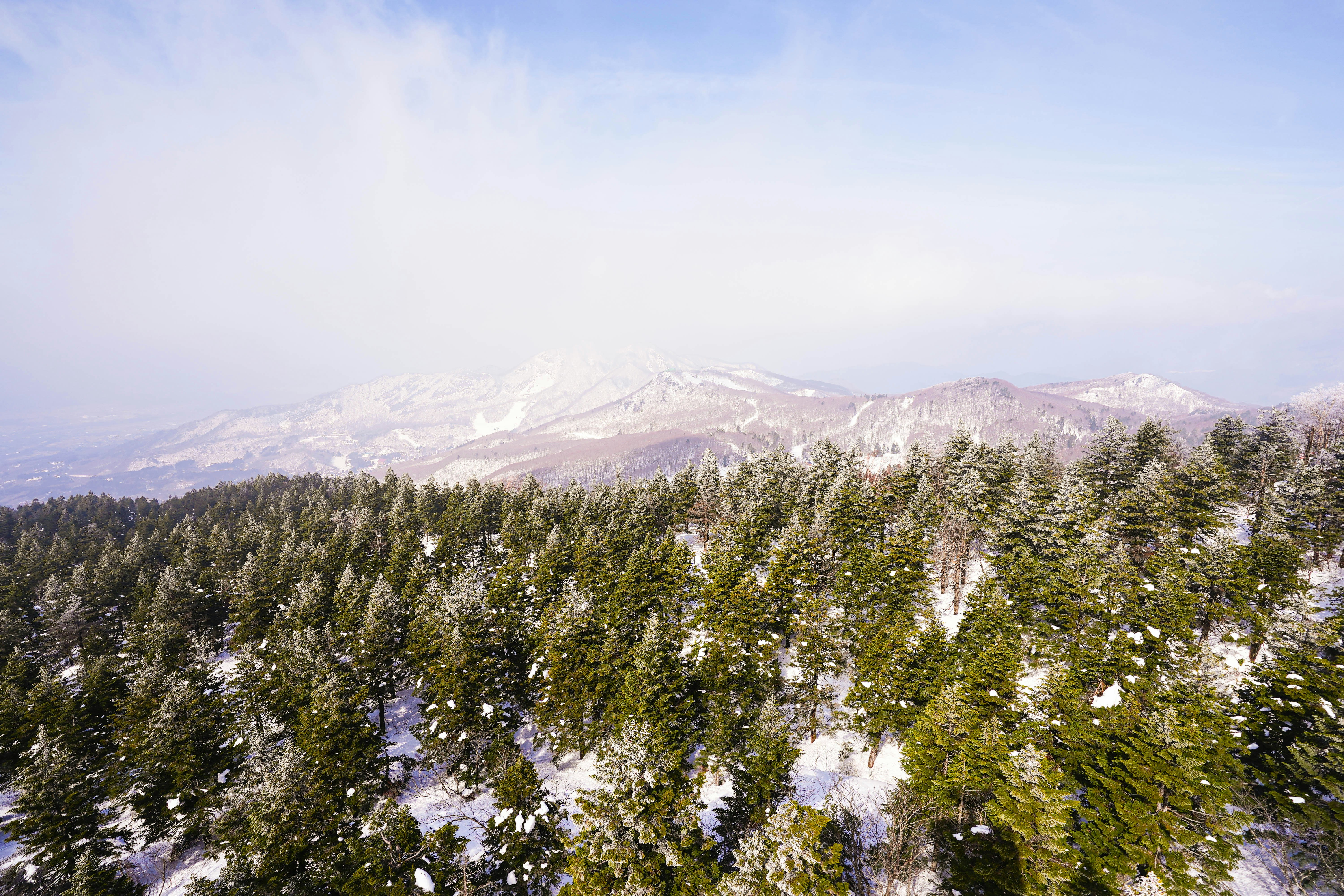 a snow covered forest with a mountain in the background