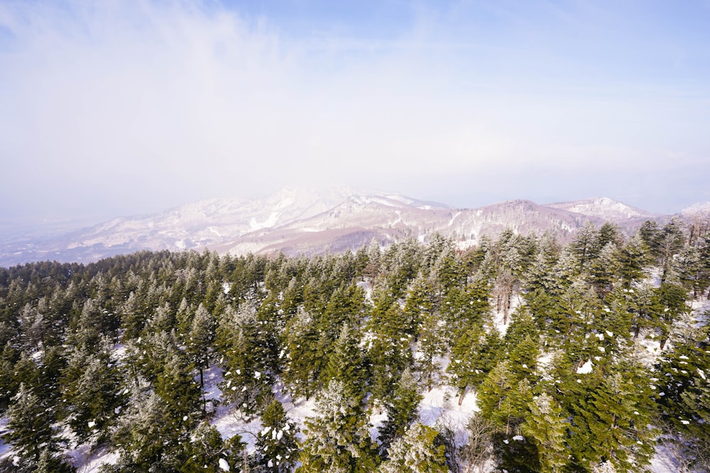 a snow covered forest with a mountain in the background