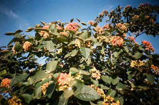 Vivid assortment of tropical berries hanging from a lush shrub, showcasing deep reds and purples against a clear blue sky.