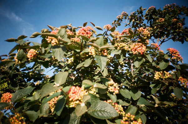 Vivid assortment of tropical berries hanging from a lush shrub, showcasing deep reds and purples against a clear blue sky.