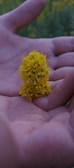 A close-up of a child's hands holding a delicate flower in soft natural light.