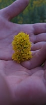 Close-up of a hand gently holding a cluster of honeybees on a vibrant flower.