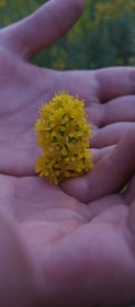 Soft-focus close-up of hands gently holding a blooming flower.