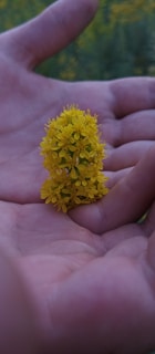 A close-up of gentle hands holding a flower.