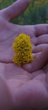 A close-up of a child's hands holding a delicate flower in soft natural light.