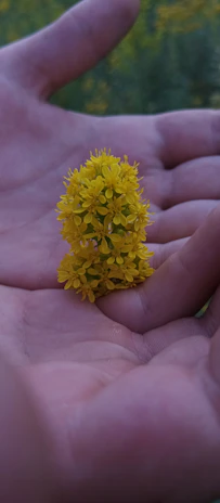 A close-up of hands gently holding fresh, dew-kissed flowers in soft morning light.