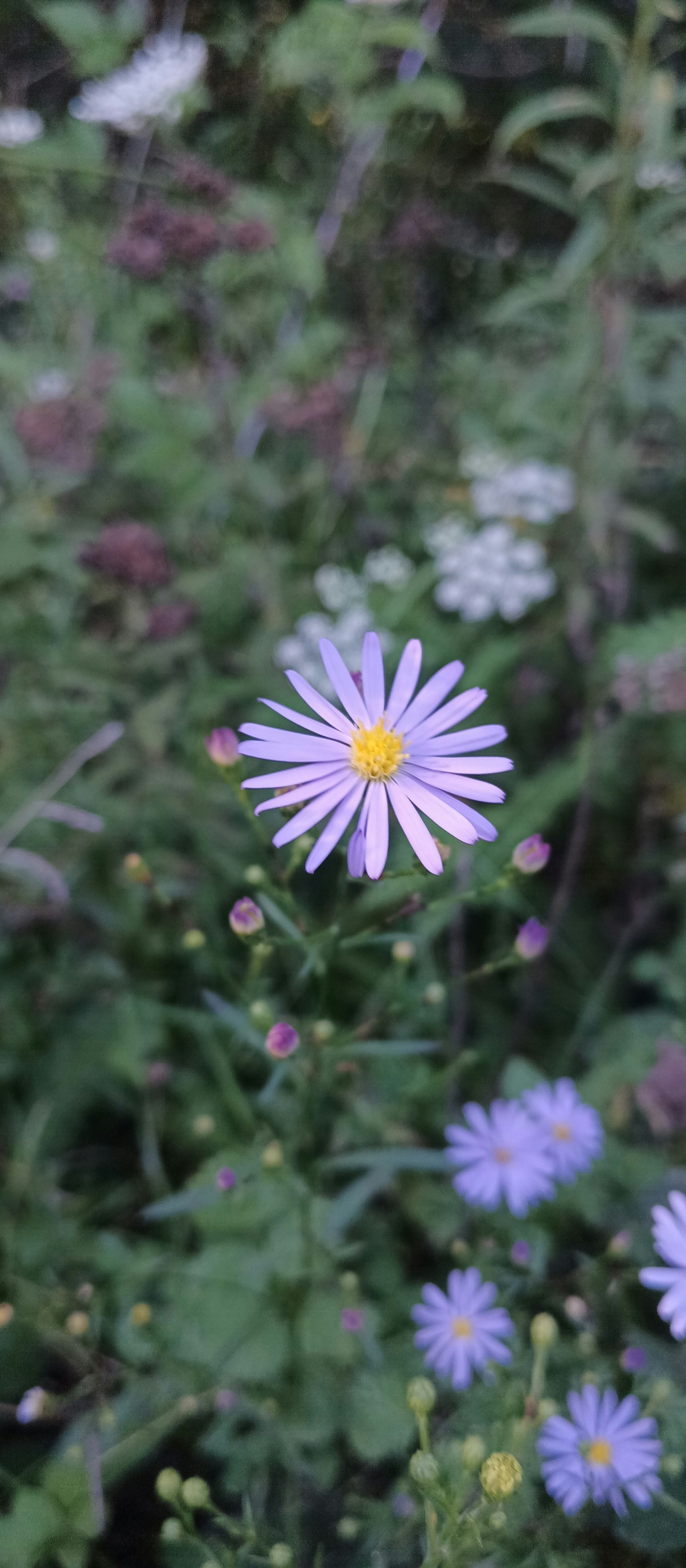A bunch of flowers that are in the grass
