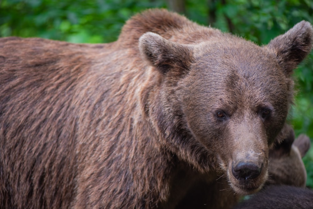 a large brown bear standing next to a baby bear