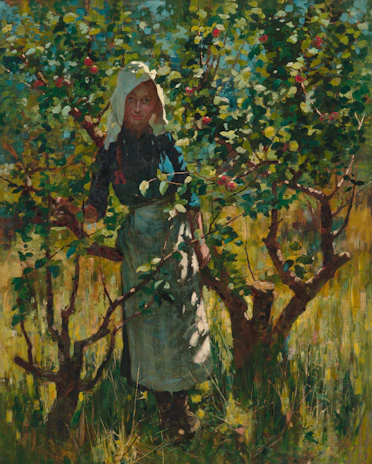 A farmer carefully harvesting organic dry fruits in a sunlit orchard.