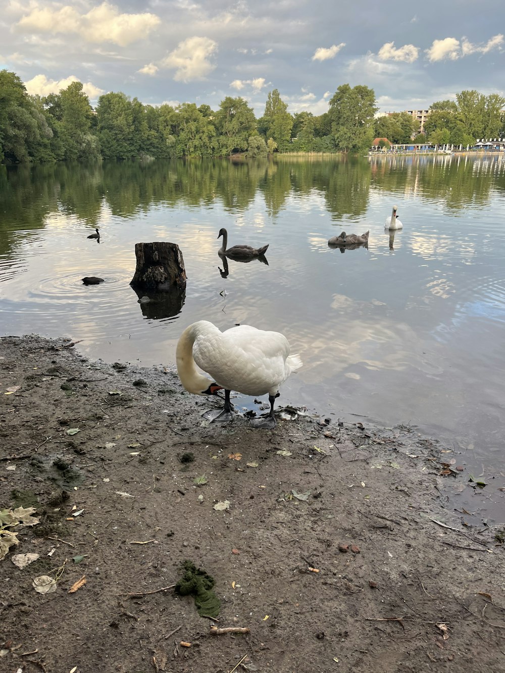 a white swan standing on the shore of a lake