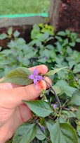 A close-up of hands holding a blooming flower, symbolizing growth.