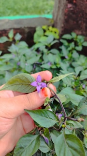 A close-up of hands holding a blooming flower, symbolizing growth.